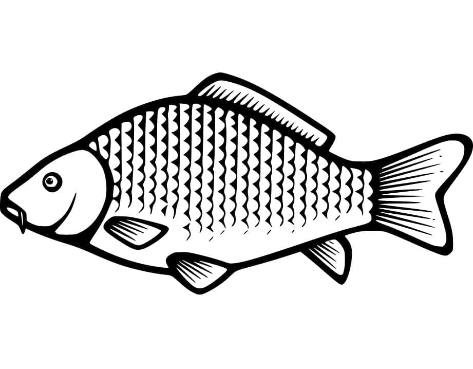 Cá Chép Đơn Giản