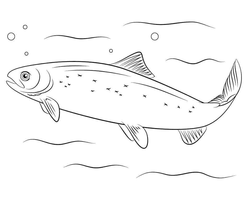 Cá Hồi Dưới Nước