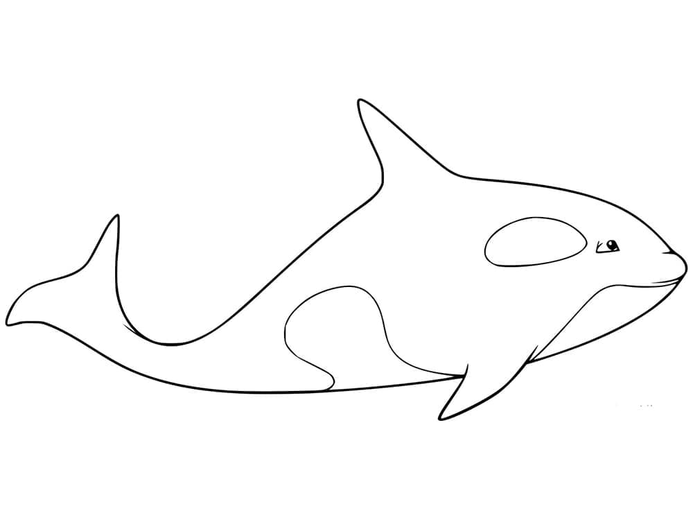 Cá Voi Sát Thủ Bơi