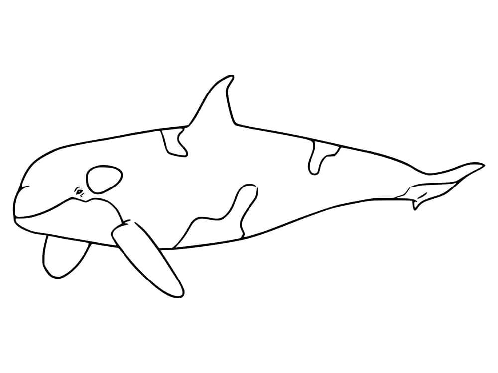 Cá Voi Sát Thủ Đại Dương