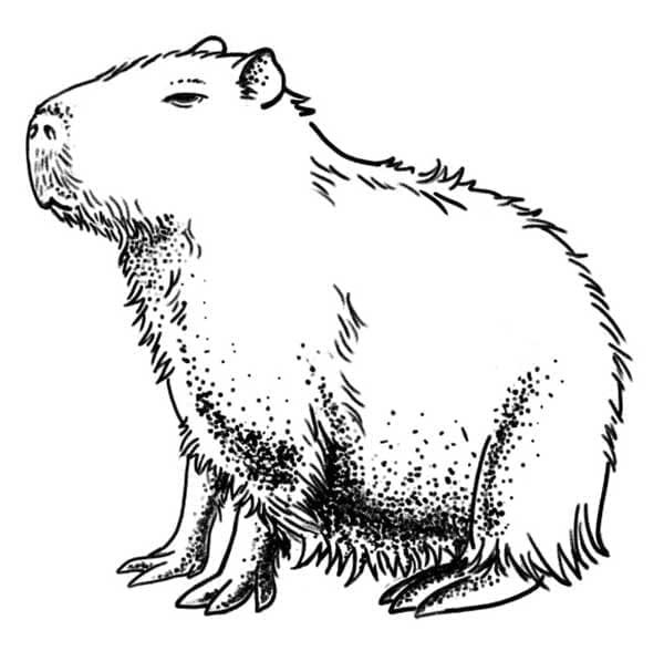 Capybara Đẹp