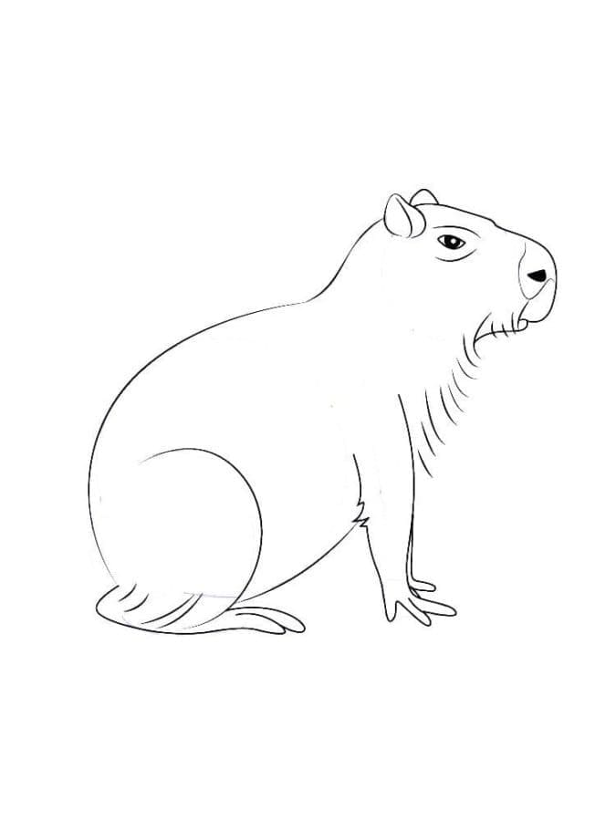 Capybara Đơn Giản Nhất