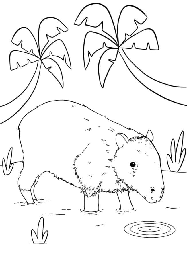 Capybara Nhỏ