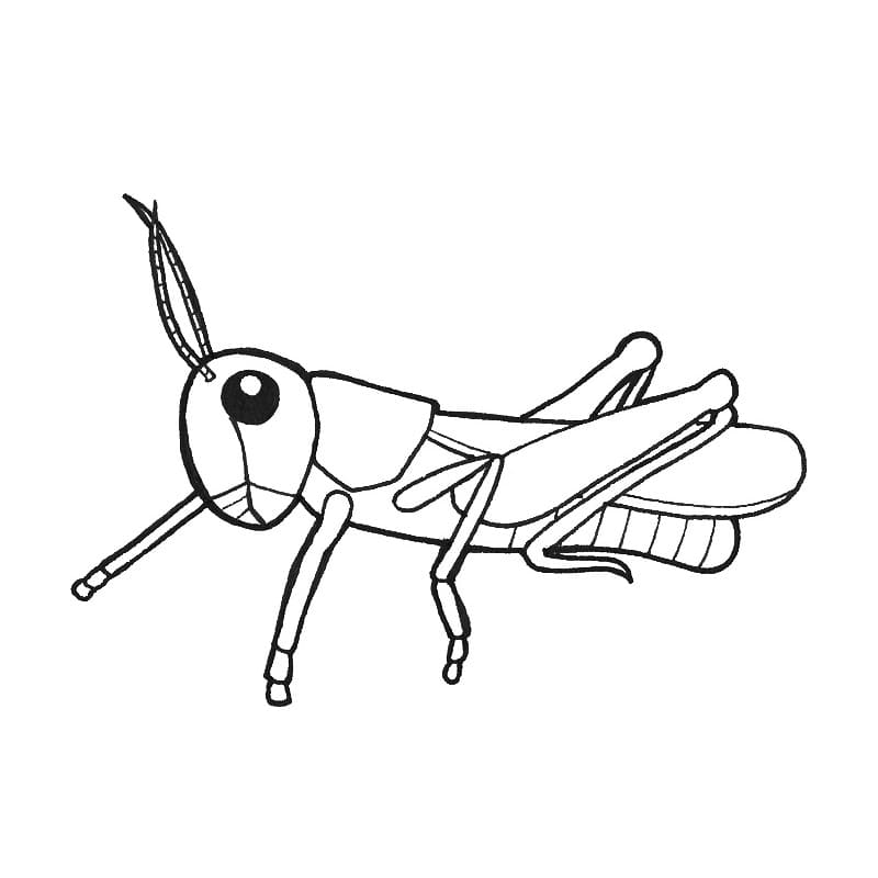 Tô Màu Con Châu Chấu