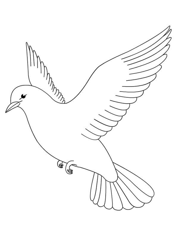 Chim Bồ Câu Đang Bay