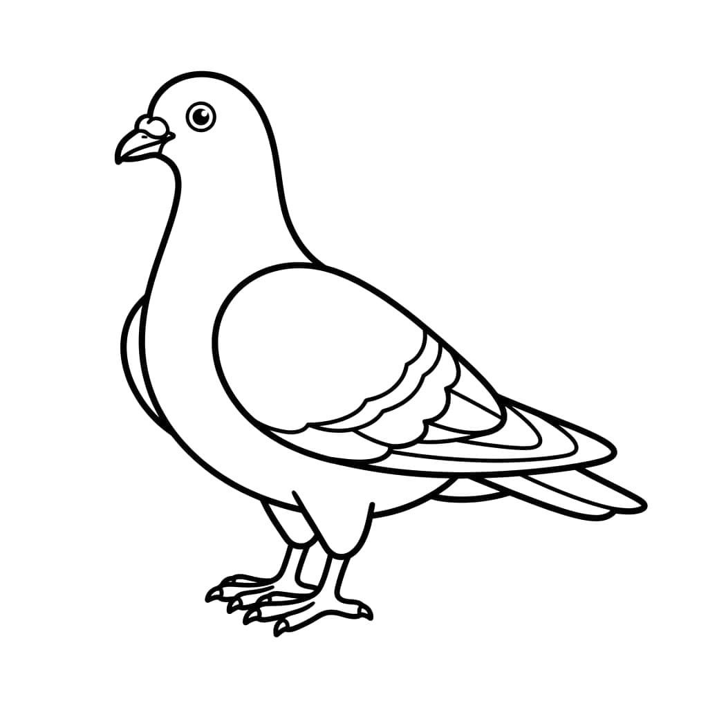 Chim Bồ Câu Đơn Giản