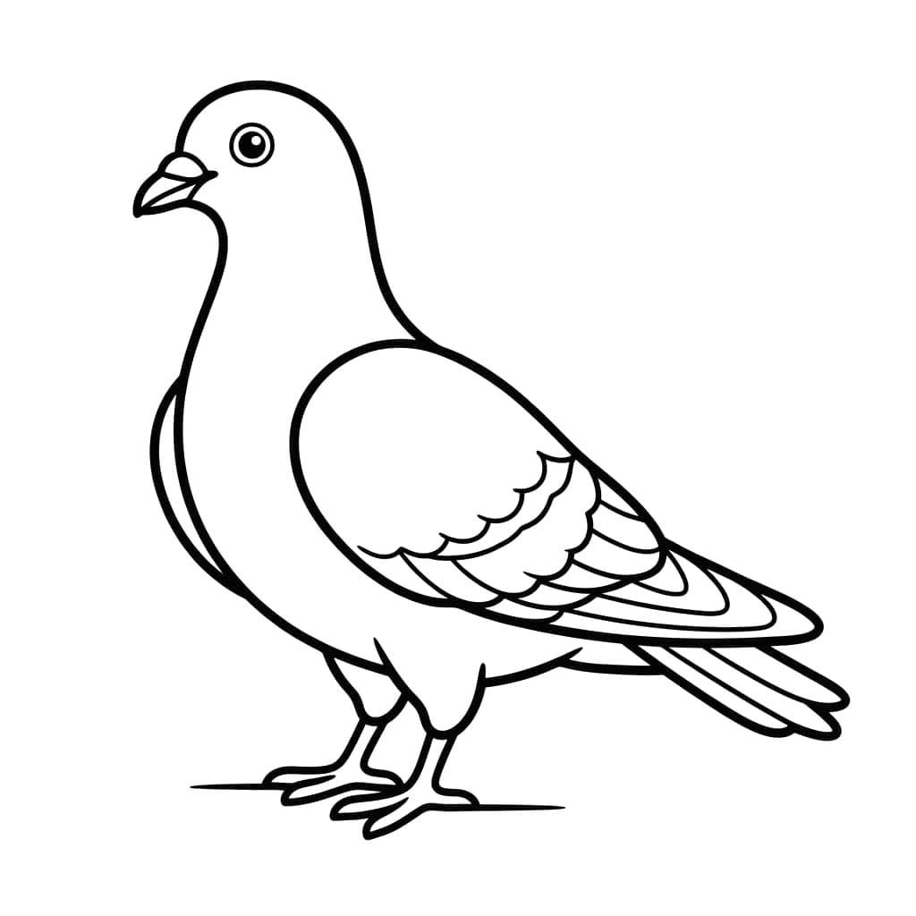 Chim Bồ Câu Hiền Hòa