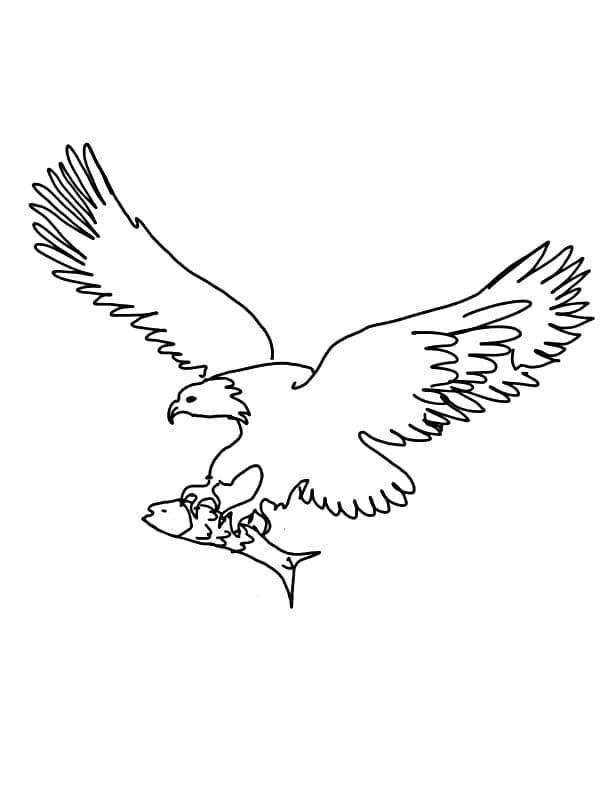 Chim Đại Bàng Bắt Cá