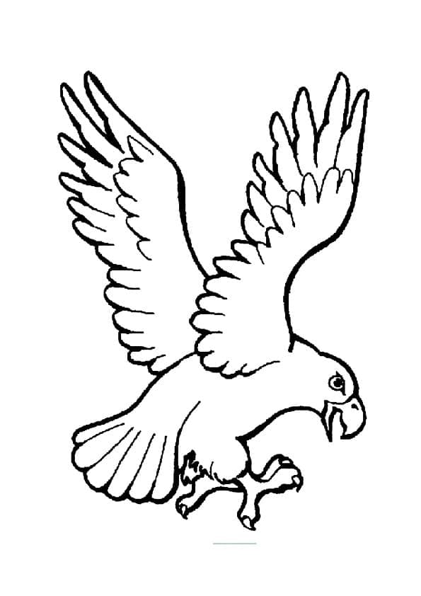 Chim Đại Bàng Đang Bay