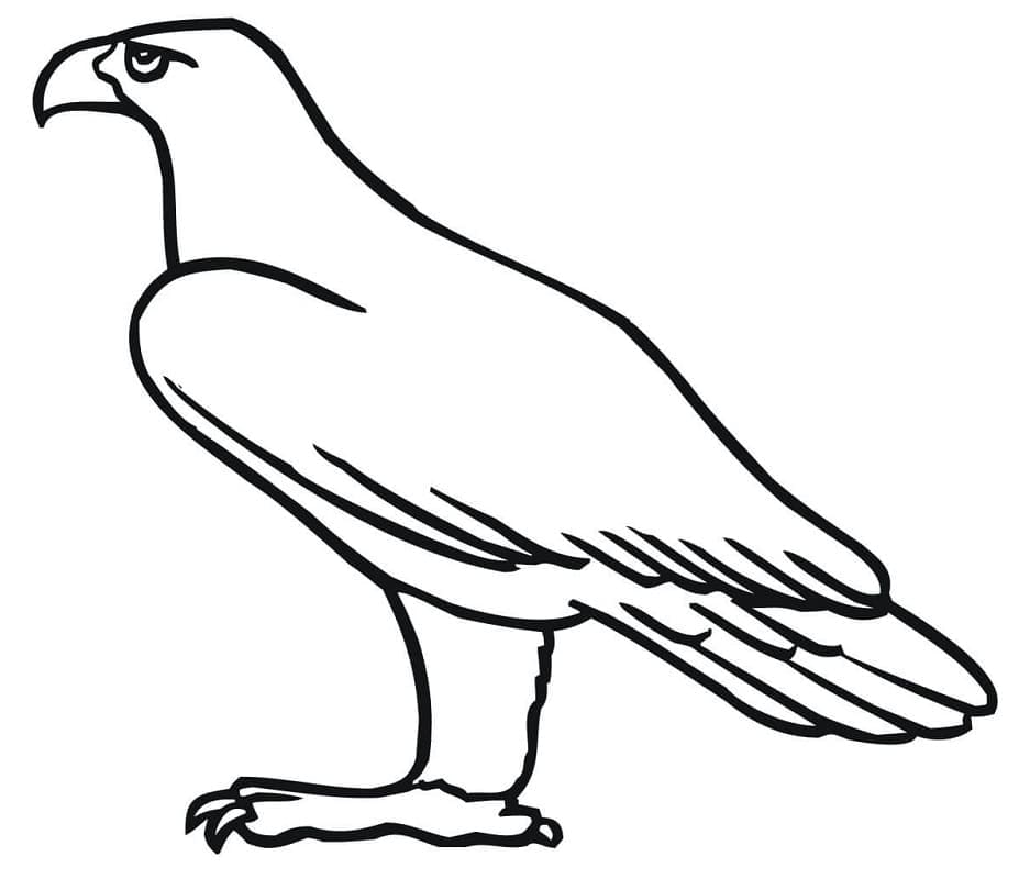 Chim Đại Bàng Đơn Giản