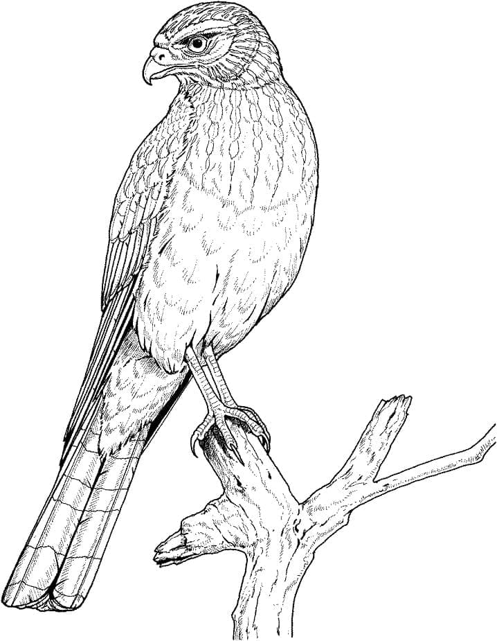 Chim Đại Bàng Trên Cành Cây