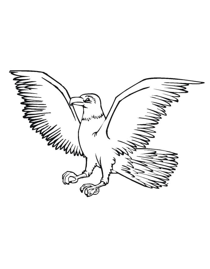 Chim Đại Bàng Vẫy Cánh