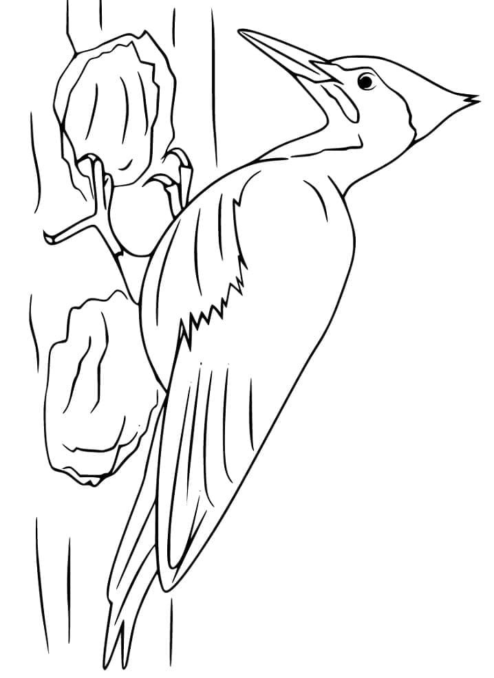 Chim Gõ Kiến Trên Thân Cây