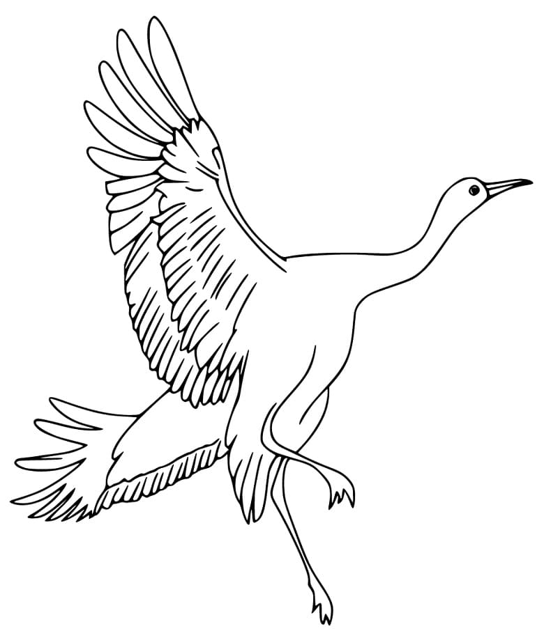 Chim Hạc Vẫy Cánh