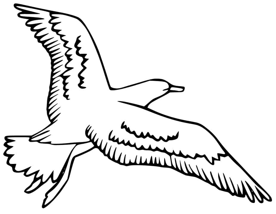 Chim Hải Âu Đang Bay