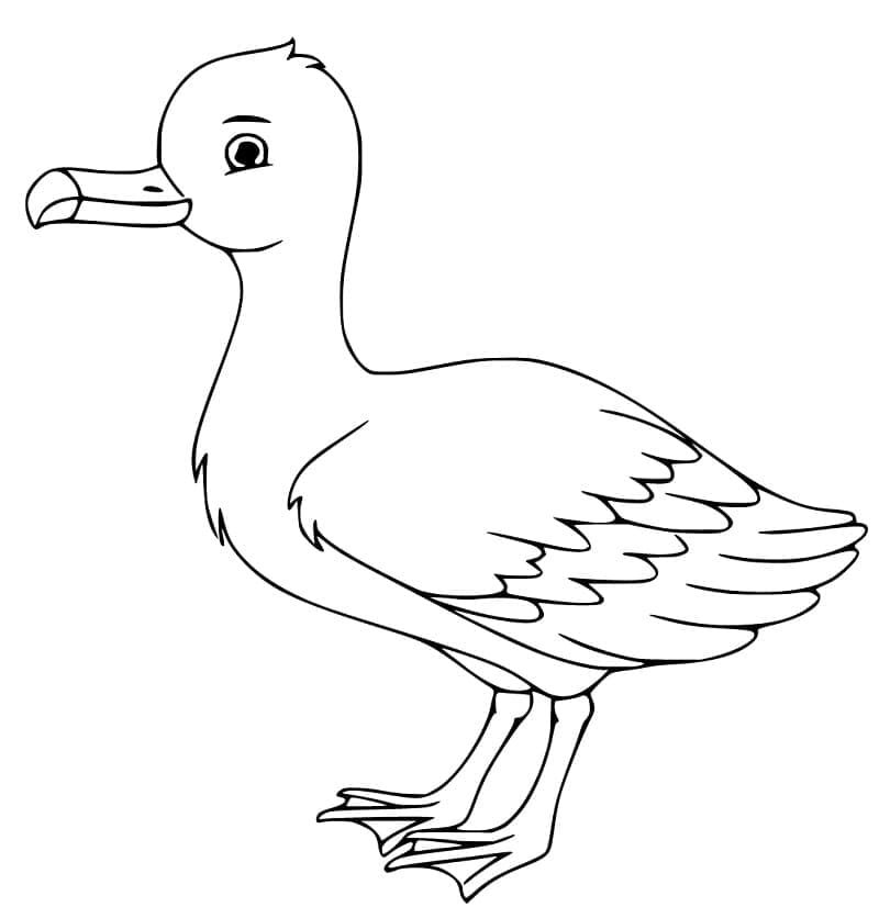 Chim Hải Âu Đáng Yêu