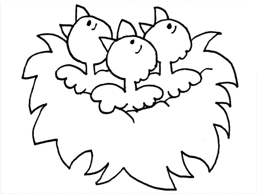 Chim Non Trong Tổ Chim