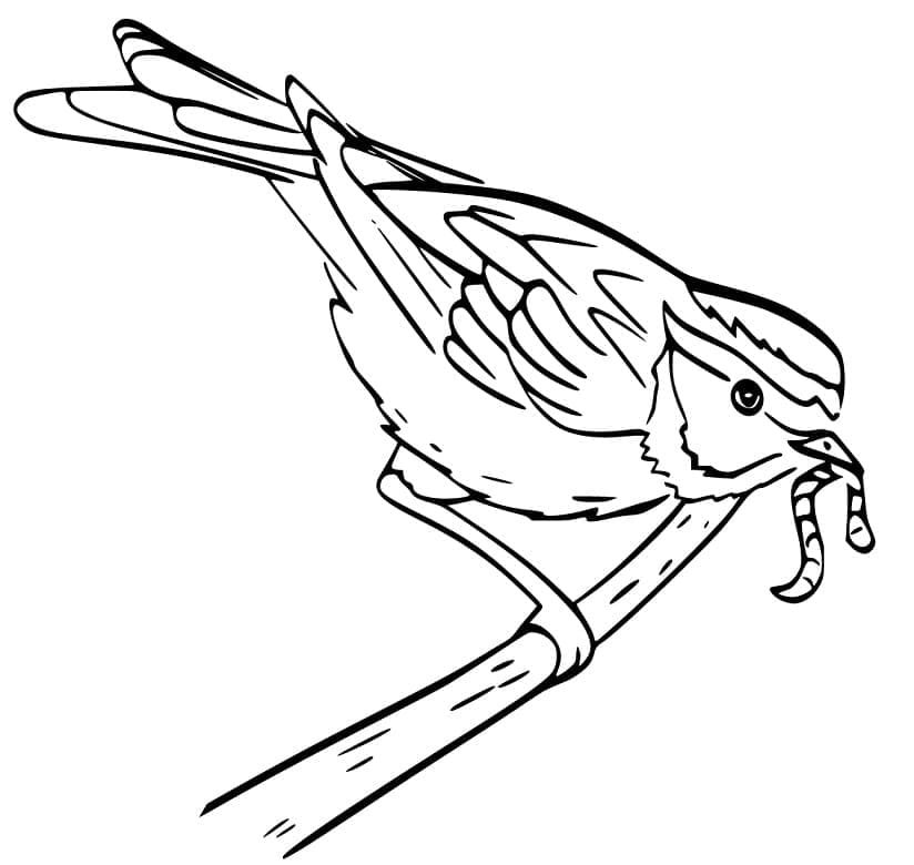 Chim Sẻ Bắt Sâu