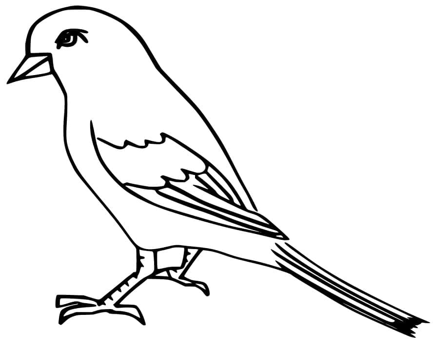 Chim Sẻ Xinh Xắn