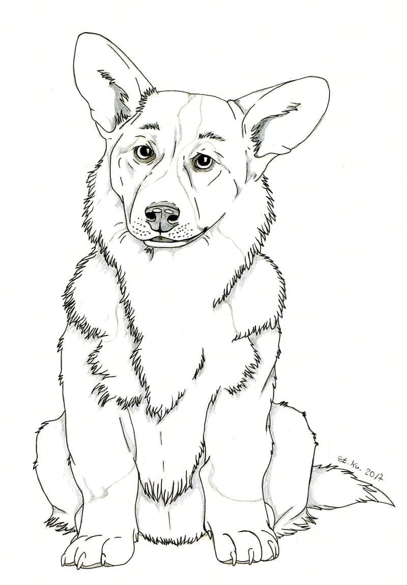 Chó Corgi (1)