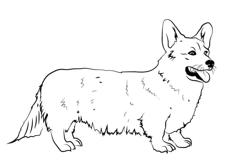 Chó Corgi Đẹp
