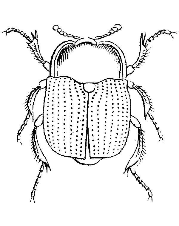 Chú Bọ Cánh Cứng