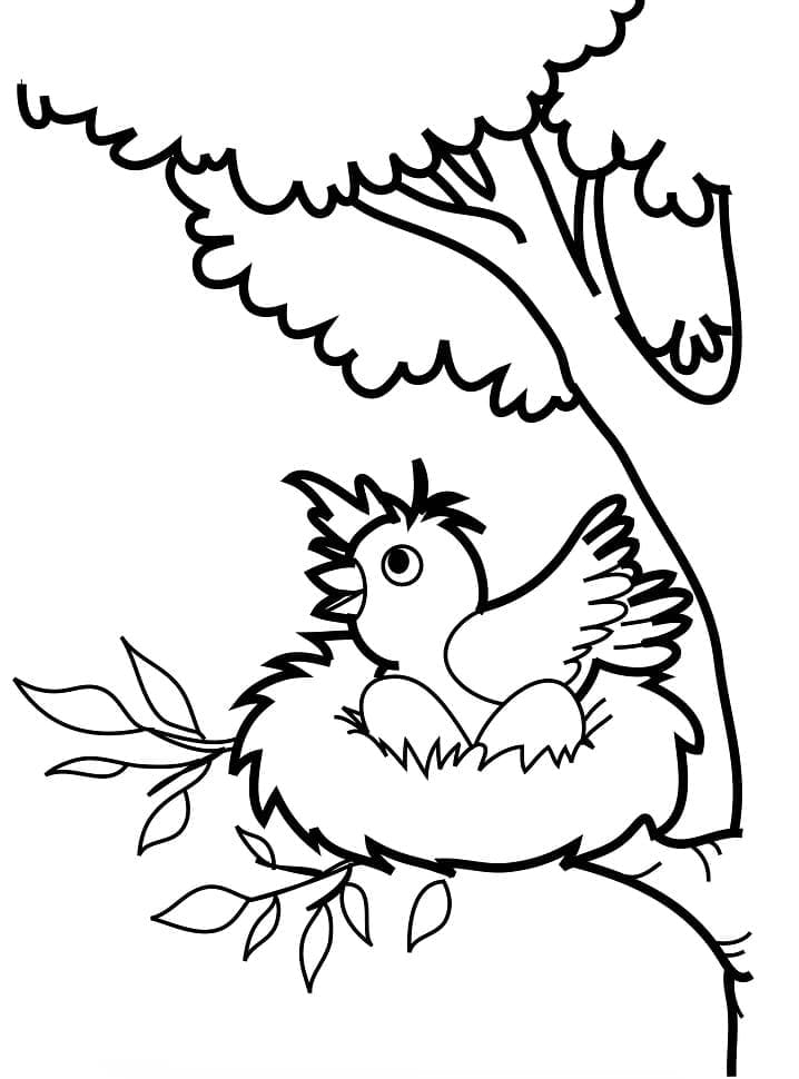 Chú Chim Trong Tổ