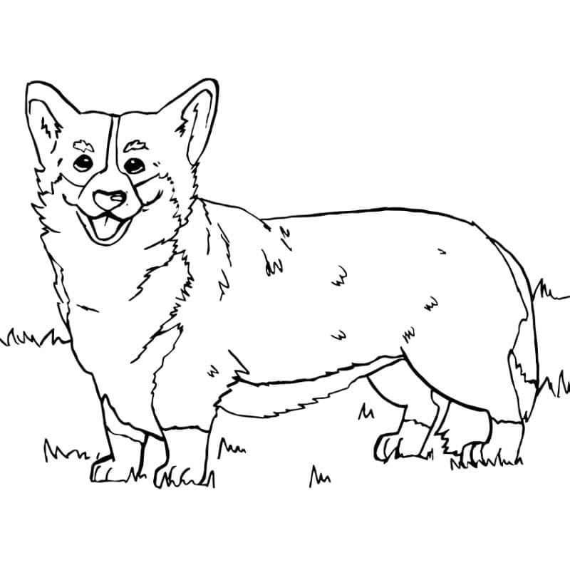 Chú Chó Corgi Dễ Thương