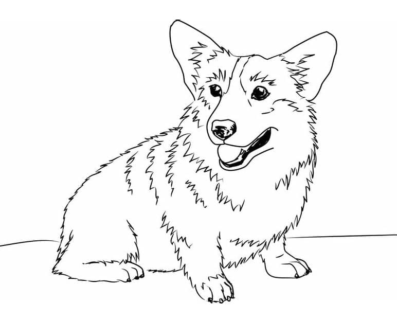 Chú Chó Corgi Nhỏ