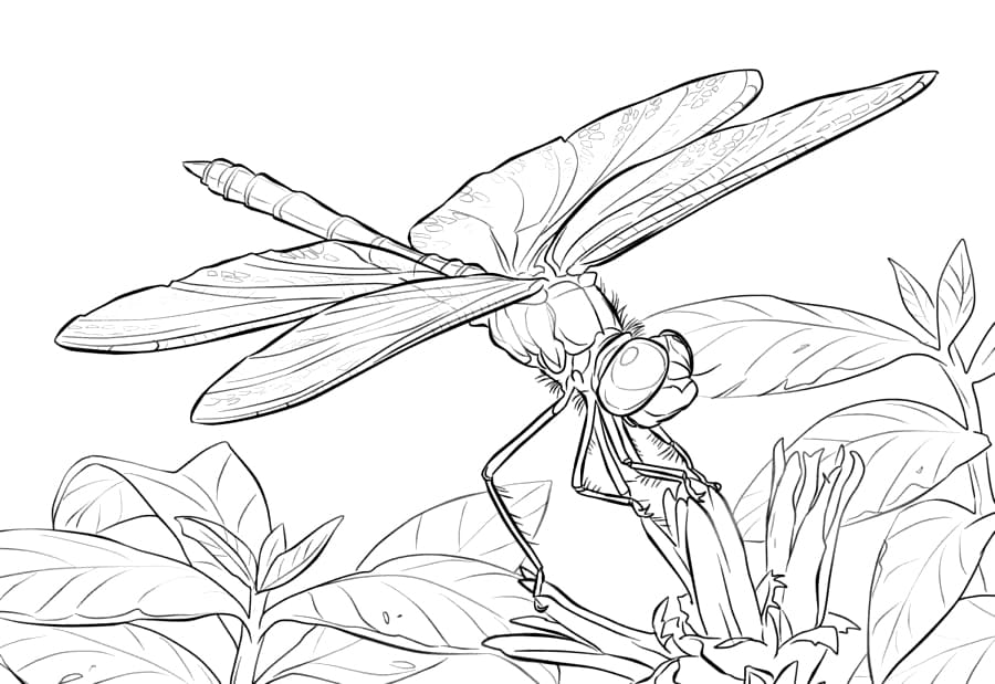 Chuồn Chuồn Đậu Trên Bông Hoa