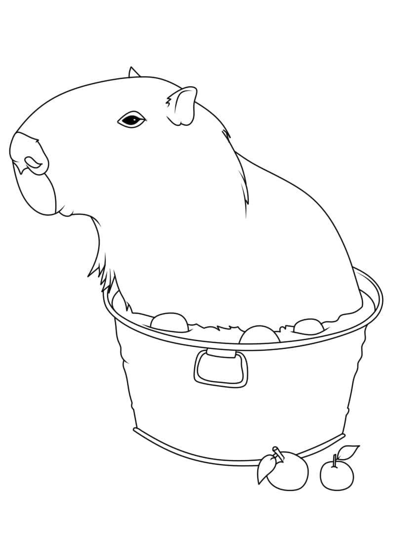 Chuột Lang Capybara