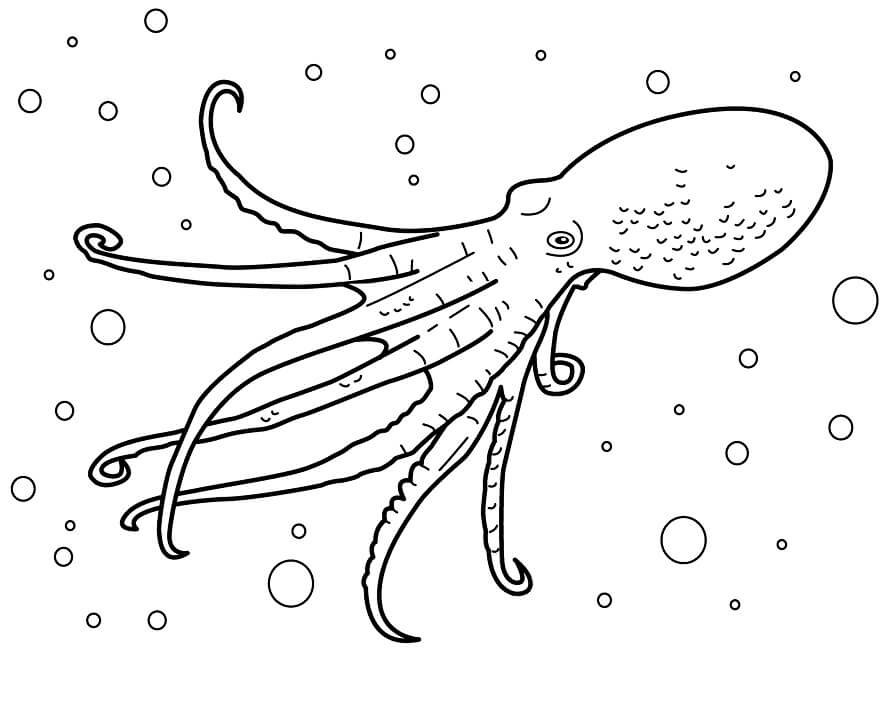 Con Bạch Tuộc Đang Bơi