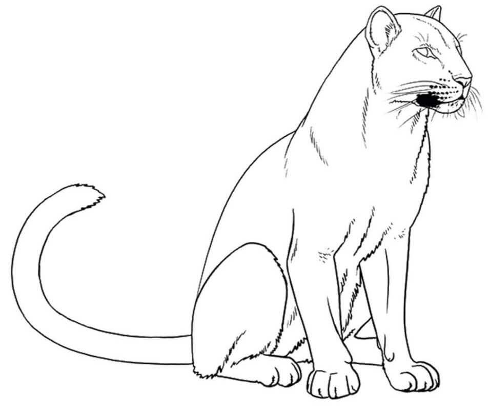 Con Báo Đen Đang Ngồi