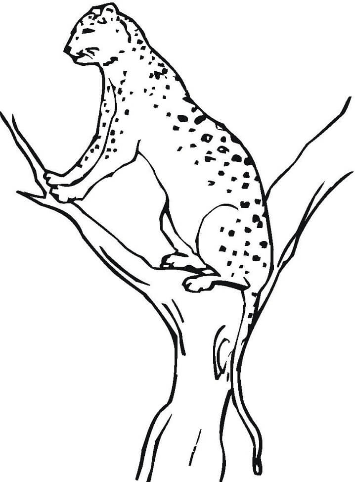 Con Báo Đốm Trên Cây