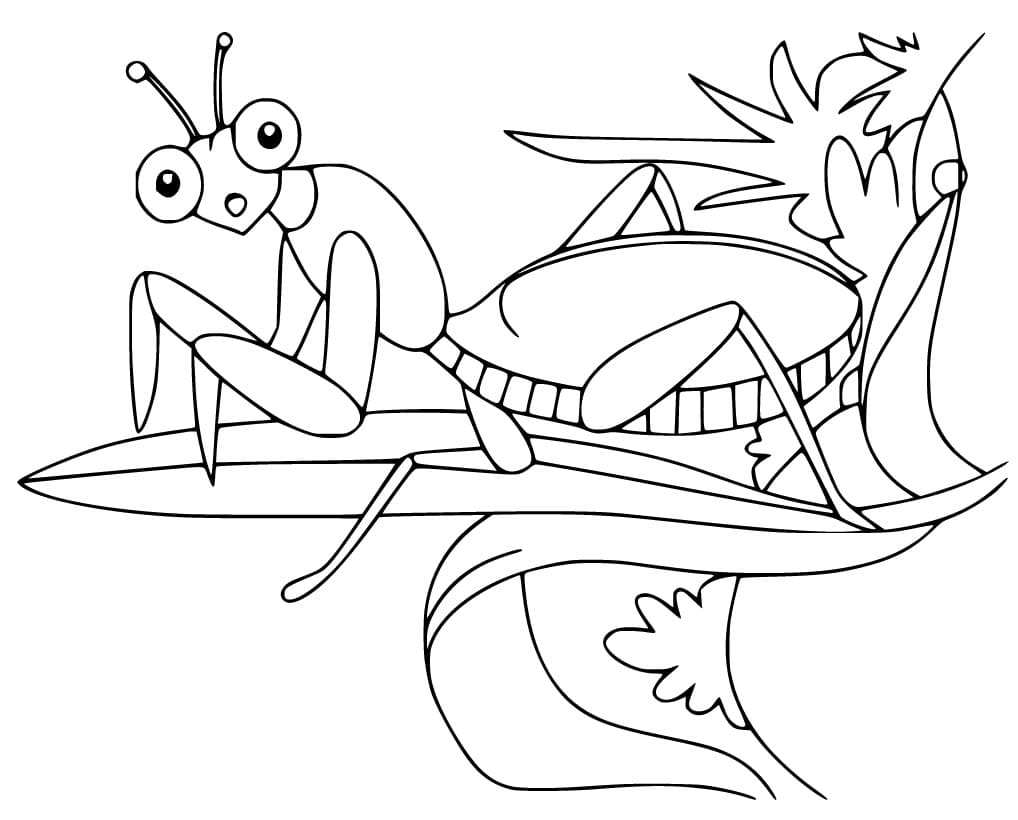 Con Bọ Ngựa Ngạc Nhiên