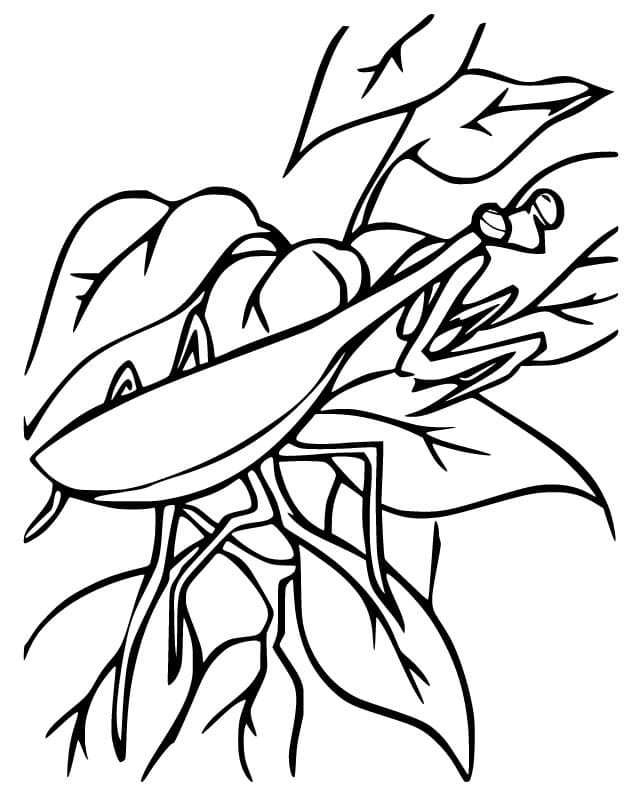 Con Bọ Ngựa Trên Lá