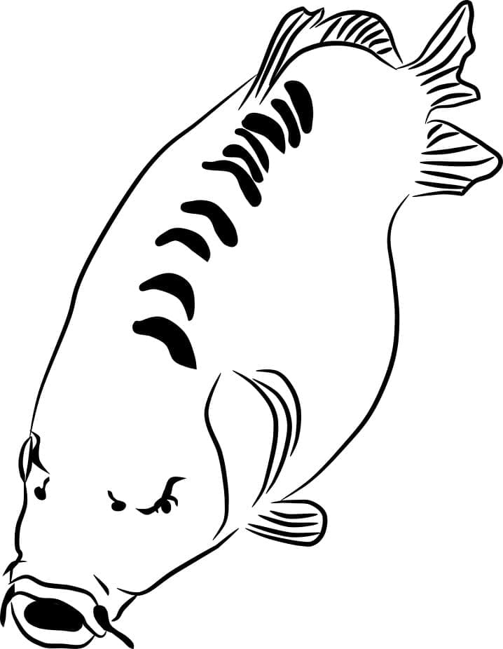 Con Cá Chép Đơn Giản