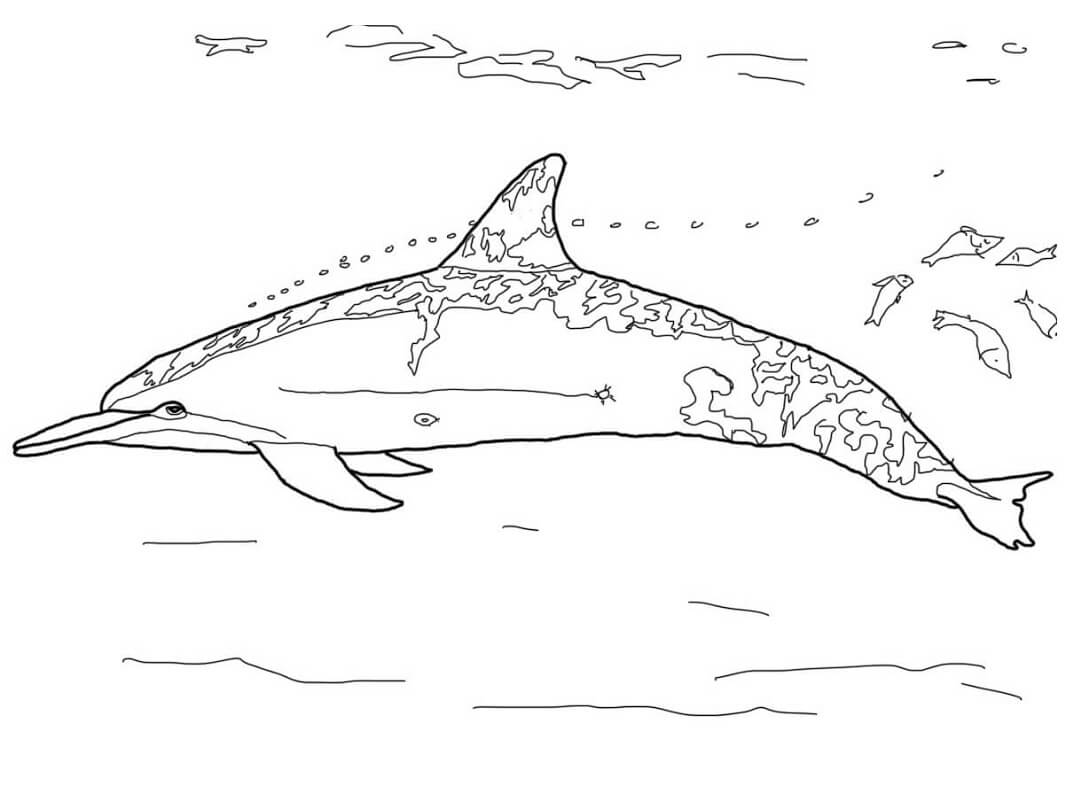 Con Cá Heo Bơi lượn