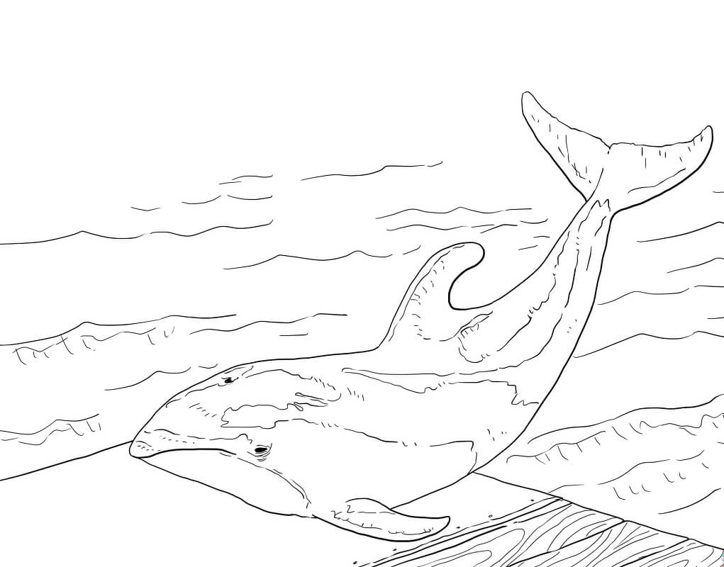 Con Cá Heo Mắc Cạn