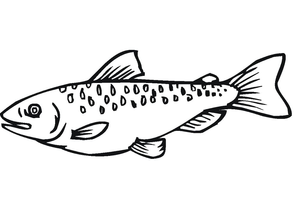 Con Cá Hồi Đang Bơi