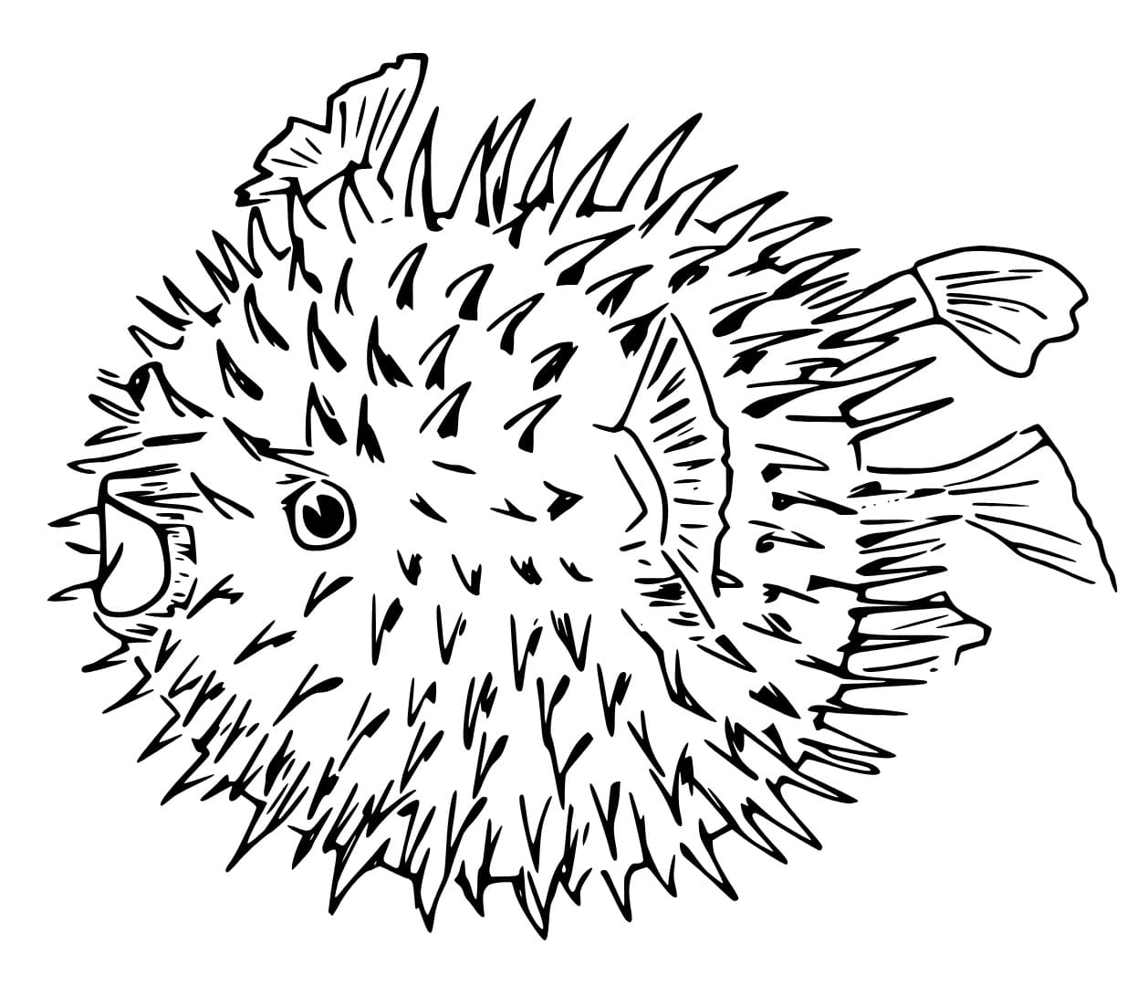 Con Cá Nóc Đại Dương