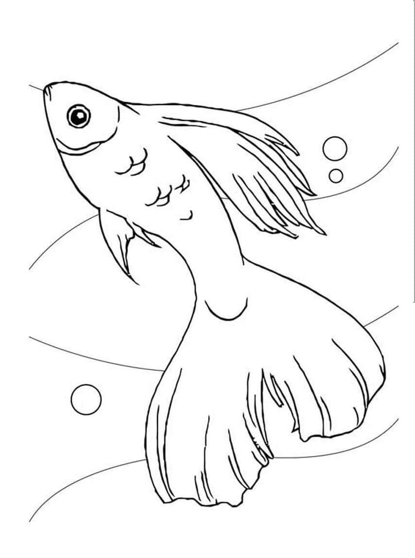 Con Cá Vàng Bơi Trong Nước