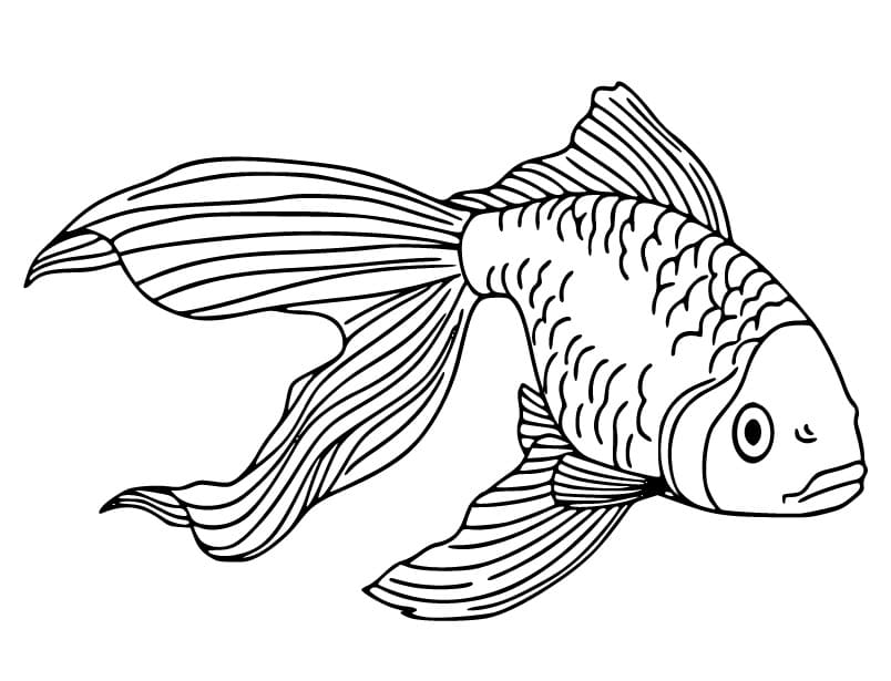 Tô Màu Con Cá Vàng