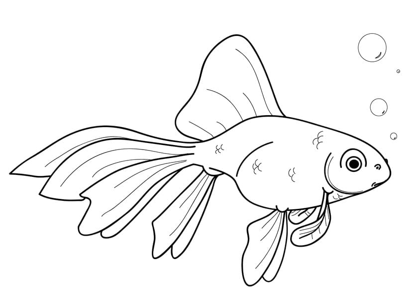 Con Cá Vàng Dưới Nước