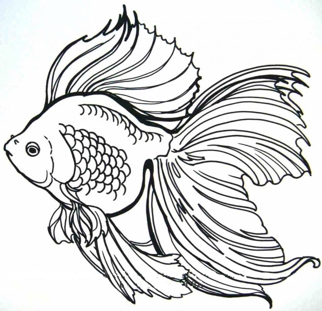 Con Cá Vàng Rất Đẹp