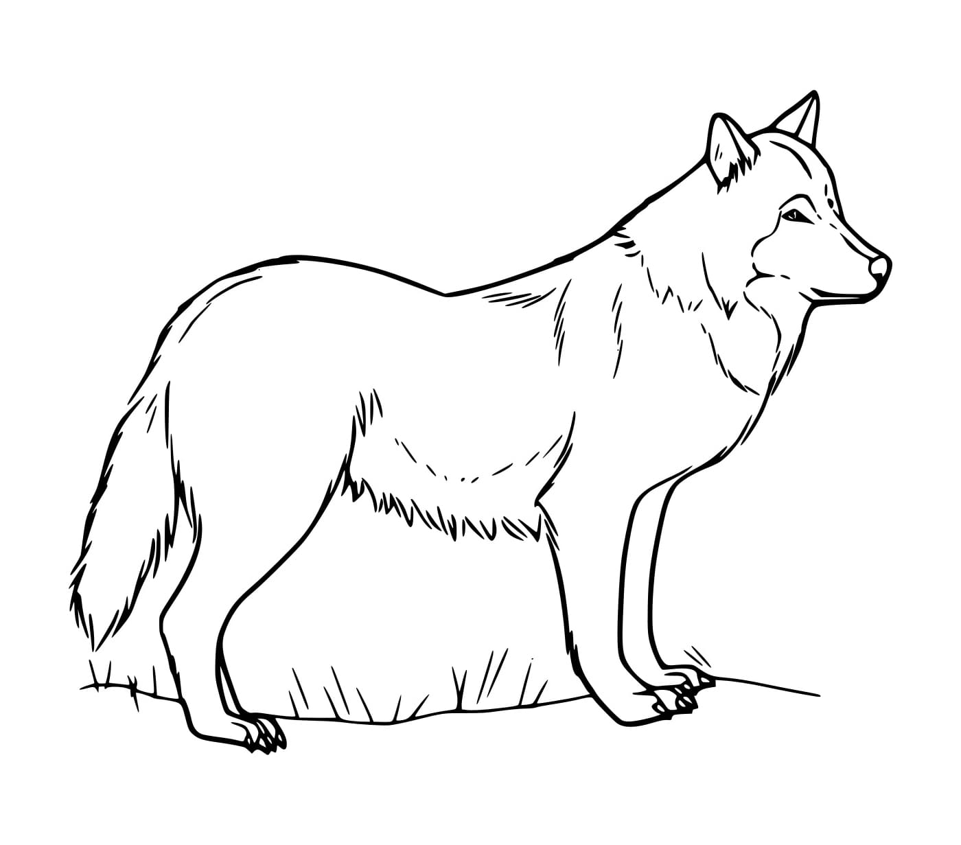 Con Cáo Khỏe Mạnh