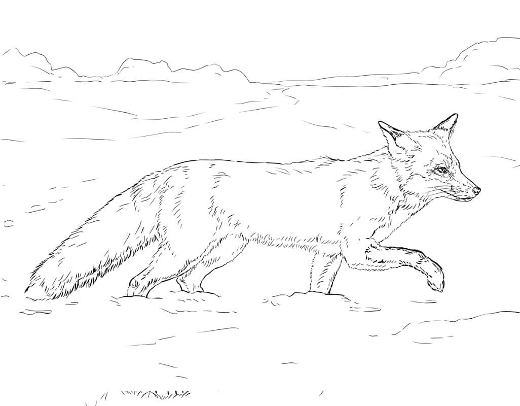 Con Cáo Trên Tuyết