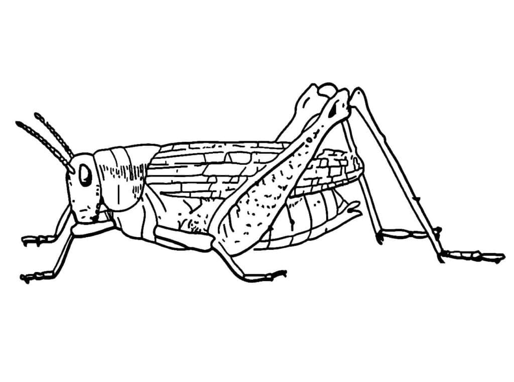 Con Châu Chấu Lớn