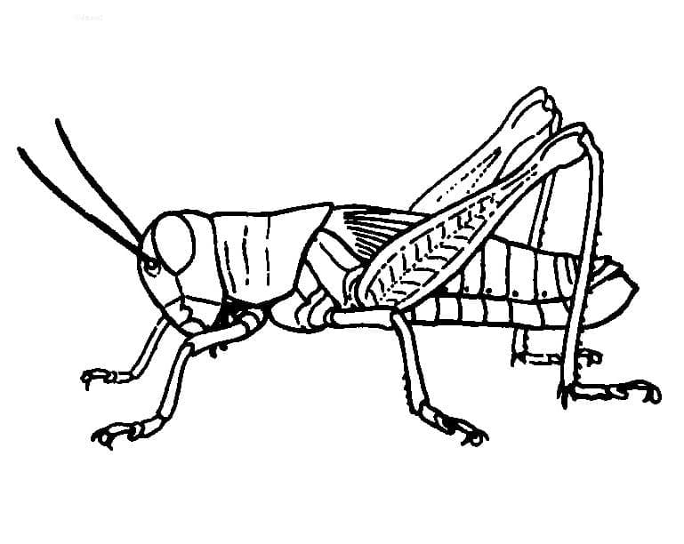 Con Châu Chấu Miễn Phí