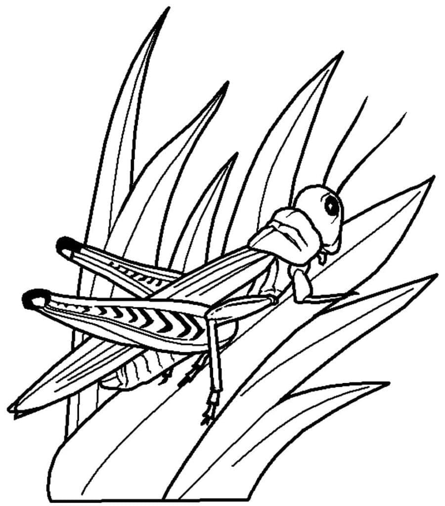 Con Châu Chấu Trên Cỏ